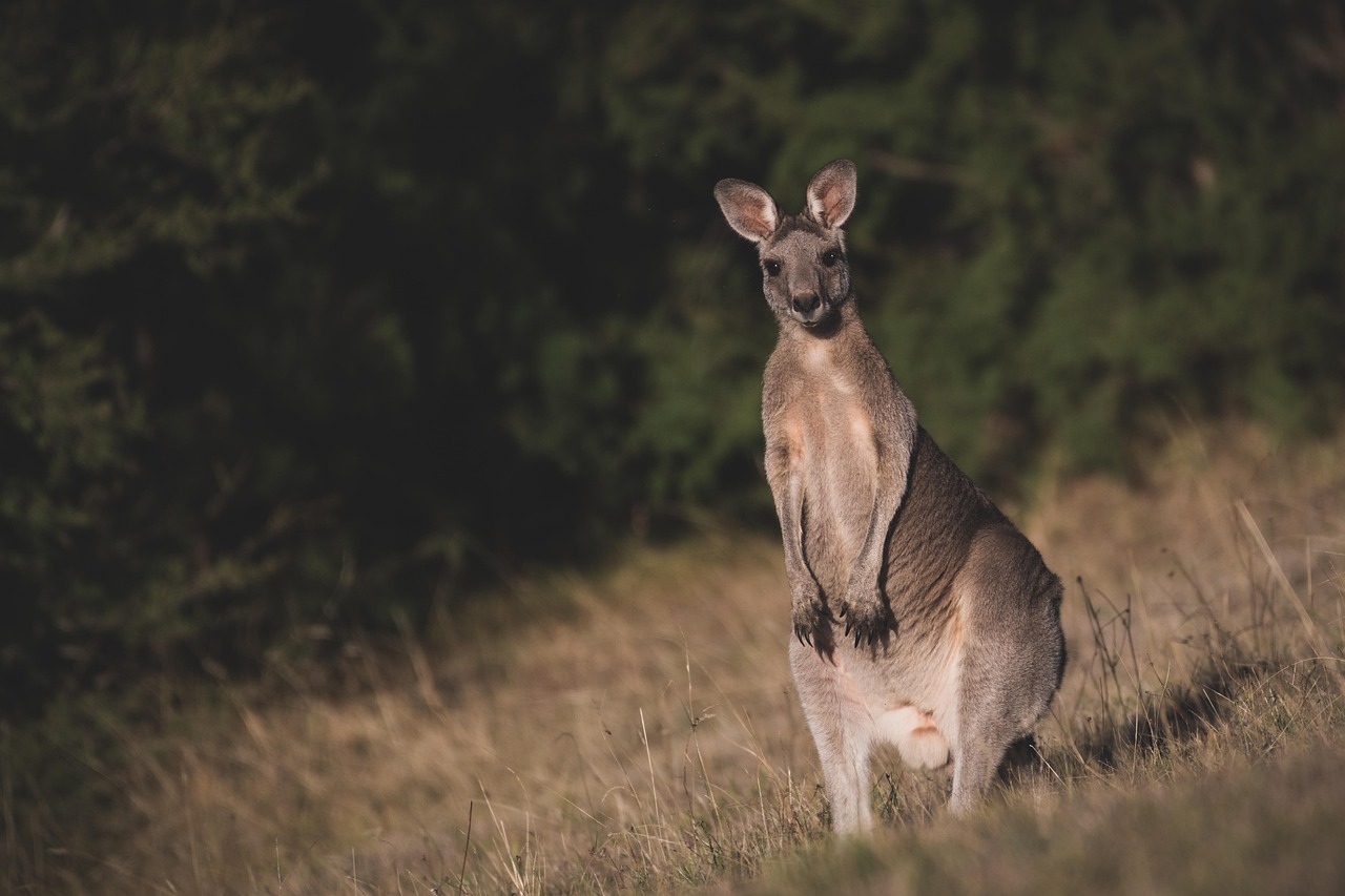 roo